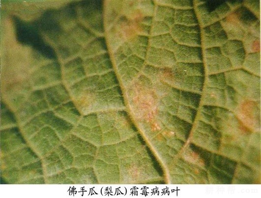 佛手瓜霜霉病症状是怎样佛手瓜霜霉病怎么样防治