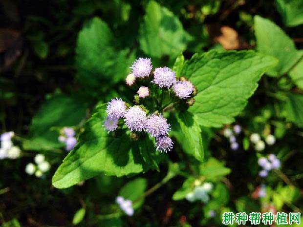 除藿香蓟用什么除草剂?藿香蓟的功效与作用是什么?