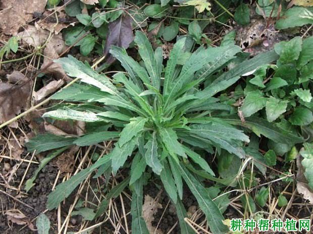 【阔叶草类】小飞蓬(菊科)_图片_耕种帮种植网