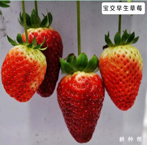宝交早生草莓品种怎么样？产量高吗？