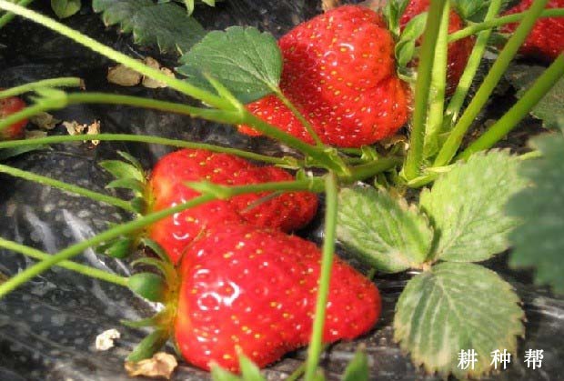 宝交早生草莓品种怎么样？产量高吗？
