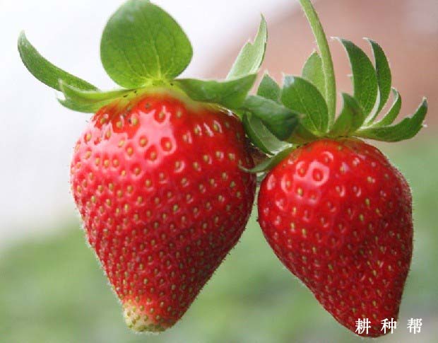 草莓营养价值成分有哪些？