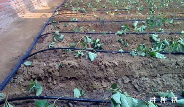 草莓苗一亩地要种多少？草莓怎么种植好？