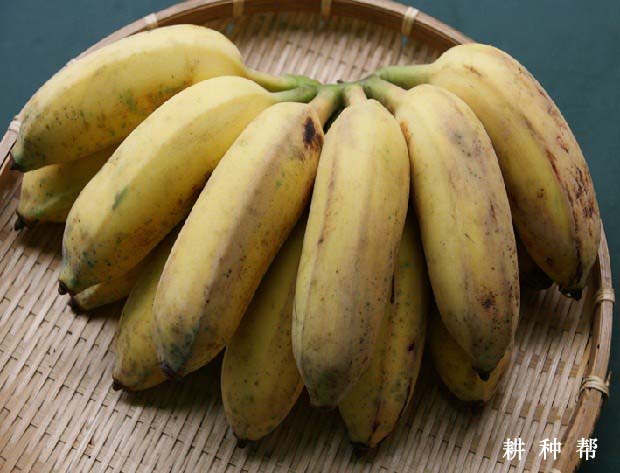 芭蕉和香蕉的区别是什么？