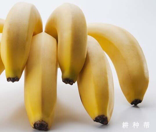 怀孕吃香蕉好吗？