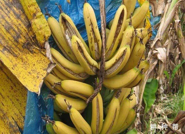 香蕉缺钙会怎么样？附香蕉缺钙症图片