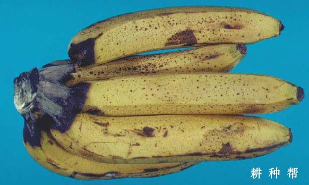 香蕉冠腐病有哪些危害？如何防治？附图片
