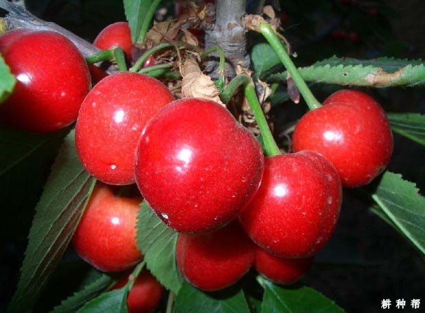 大樱桃的营养价值都有哪些？