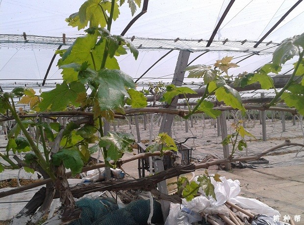 葡萄适合在什么环境生长？