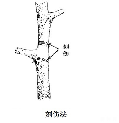 枣树怎么修剪