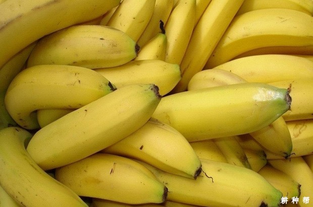 香蕉的基本知识