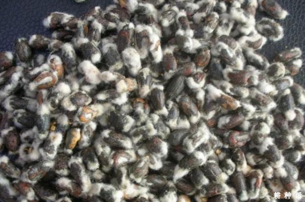 棉花种子发芽需要什么条件? 棉花种子发芽需要什么条件?