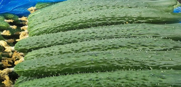 Իƹʲôô