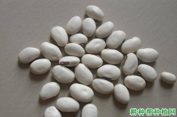 四季豆(菜豆)的豆莢和種子有什麼特點?