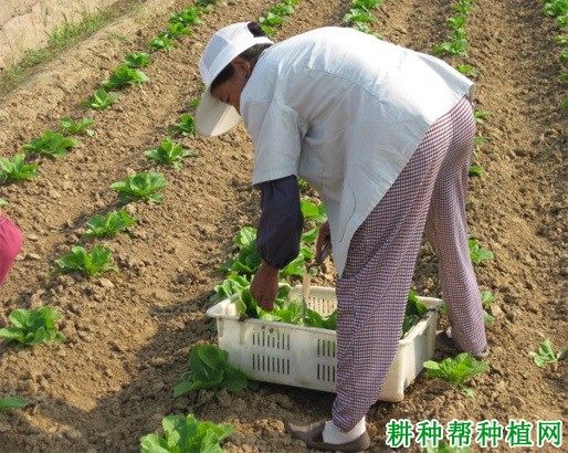 大白菜直播如何间苗定苗? 大白菜直播如何间苗定苗?
