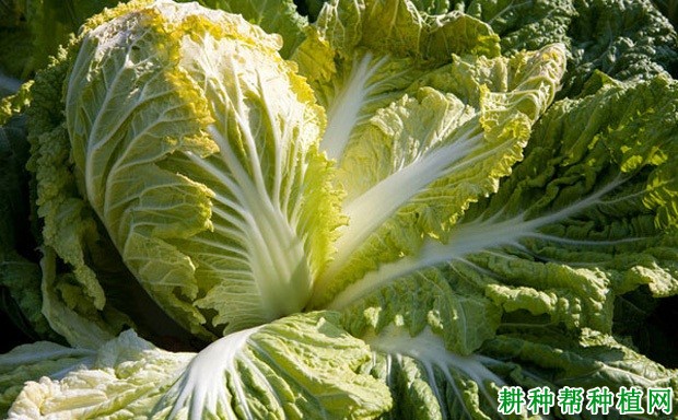 秋大白菜为什么要束叶? 秋大白菜为什么要束叶?
