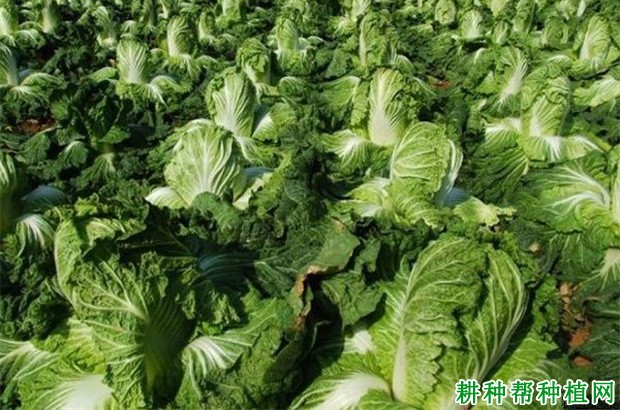 秋大白菜为什么要束叶? 秋大白菜为什么要束叶?