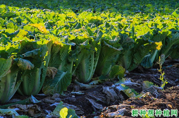 大白菜什么时候收获? 大白菜什么时候收获?
