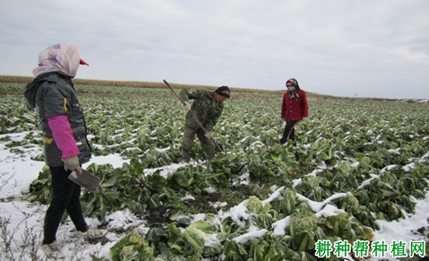 大白菜什么时候收获? 大白菜什么时候收获?