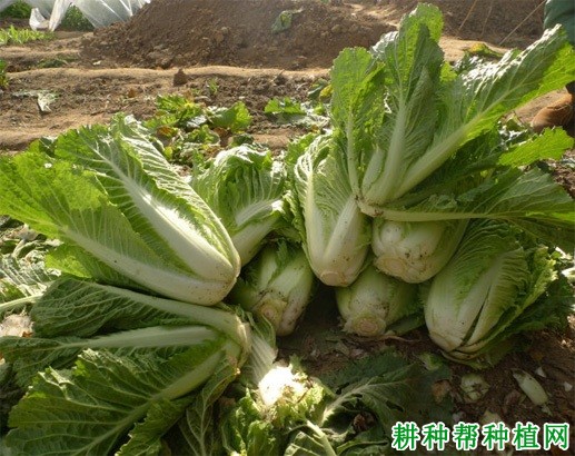 大白菜什么时候收获? 大白菜什么时候收获?