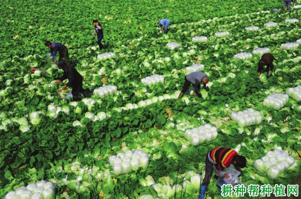 大白菜什么时候收获? 大白菜什么时候收获?
