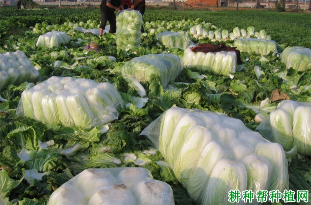 大白菜什么时候收获? 大白菜什么时候收获?