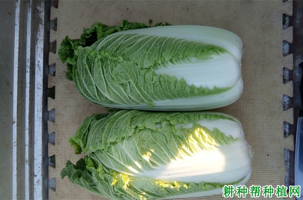大白菜的储存方法有几种? 大白菜的储存方法有几种?
