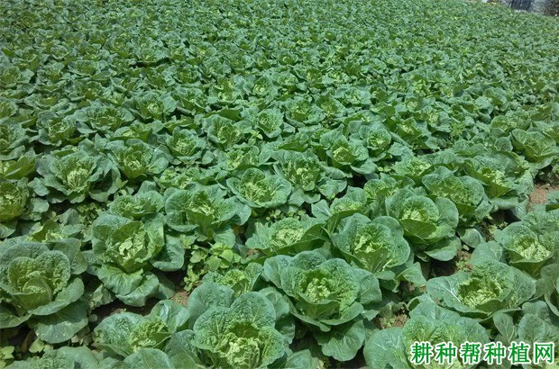 春大白菜如何种植? 春大白菜如何种植?