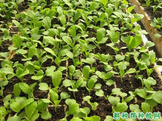 春大白菜如何种植? 春大白菜如何种植?
