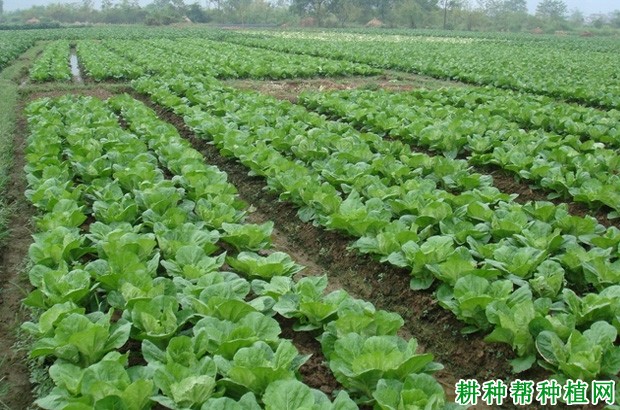 春大白菜如何种植? 春大白菜如何种植?