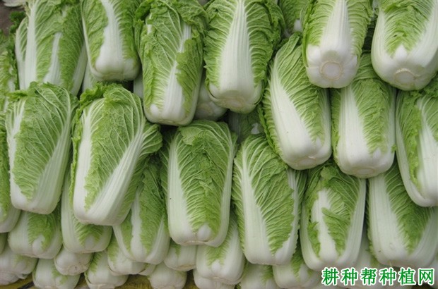 春大白菜如何种植? 春大白菜如何种植?