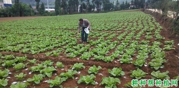 夏秋大白菜如何种植? 夏秋大白菜如何种植?