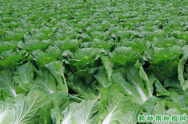 夏秋大白菜如何种植? 夏秋大白菜如何种植?