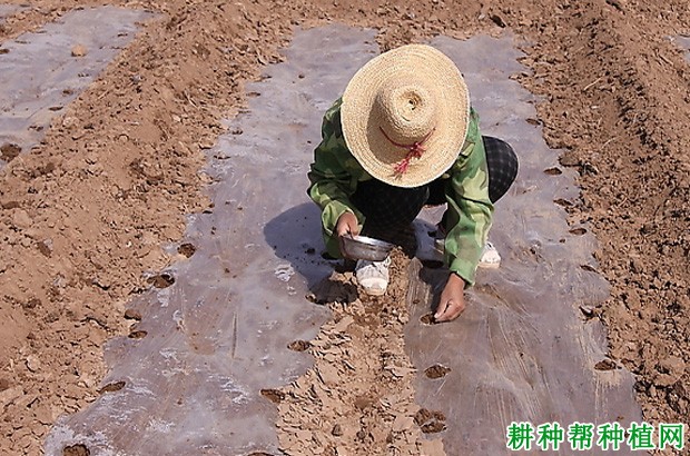 夏秋大白菜如何种植? 夏秋大白菜如何种植?