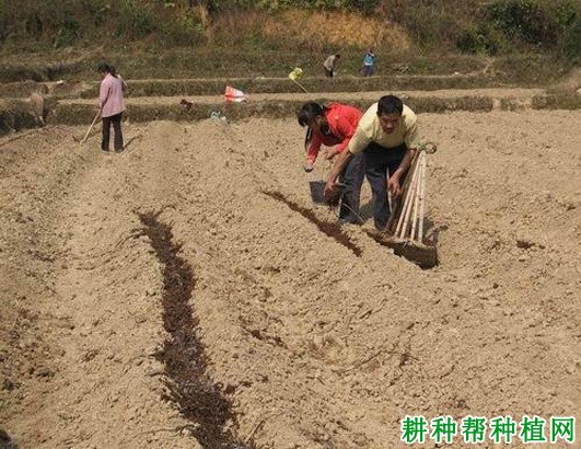 夏秋大白菜如何种植? 夏秋大白菜如何种植?