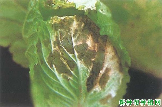 夏秋大白菜如何种植? 夏秋大白菜如何种植?