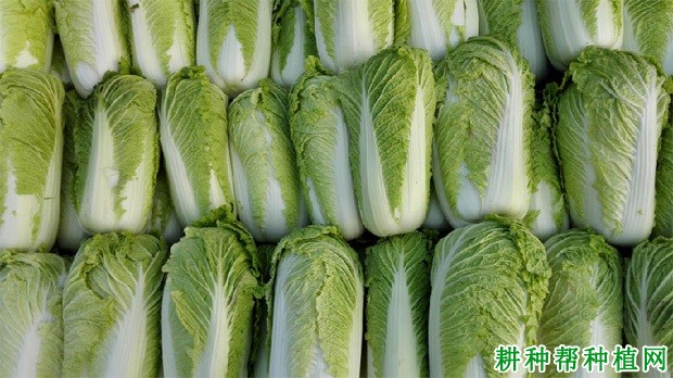 夏秋大白菜如何种植? 夏秋大白菜如何种植?