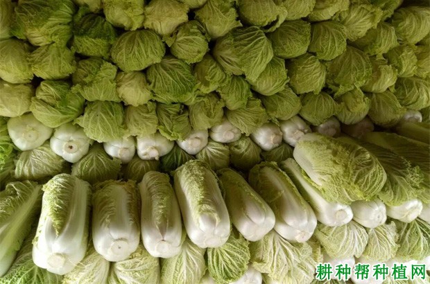 秋大白菜如何种植? 秋大白菜如何种植?