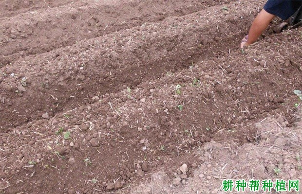 秋大白菜如何种植? 秋大白菜如何种植?