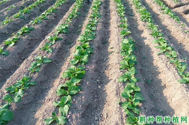 秋大白菜如何种植? 秋大白菜如何种植?