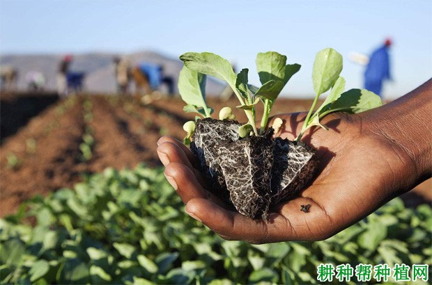 秋大白菜如何种植? 秋大白菜如何种植?