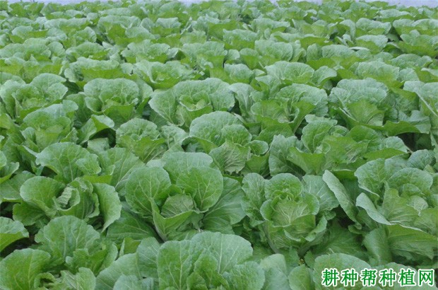 如何防止春大白菜抽薹开花? 如何防止春大白菜抽薹开花?