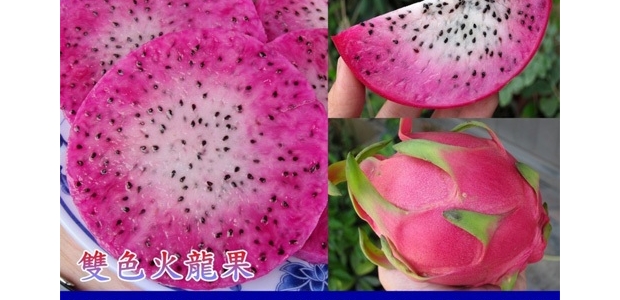 ˫ɫ1ŻƷֺòã