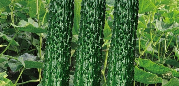 3ŻƹƷֺòã