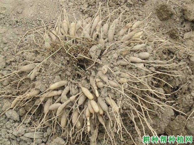 种植玉竹什么时候可以采收？