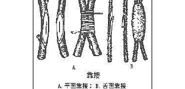 βü޽ӷֳ