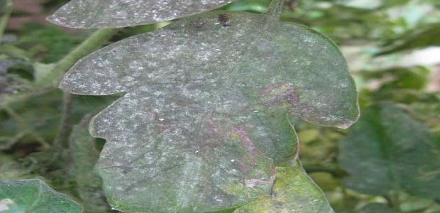 ôηú۲ú۲ʲôҩΣ