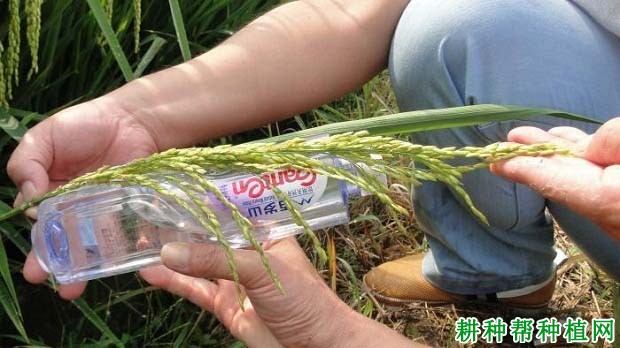 天龙两优140水稻品种好不好? 天龙两优140水稻品种好不好?