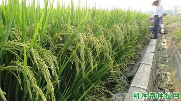 天龙两优140水稻品种好不好? 天龙两优140水稻品种好不好?