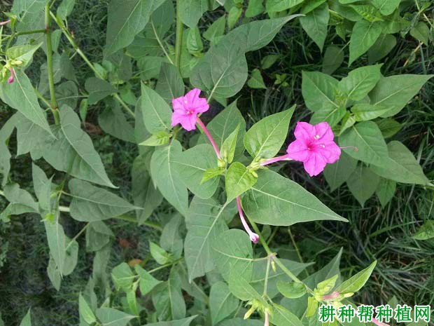 科紫茉莉屬三,英文名:four oclock flower,marvel of peru二,別名